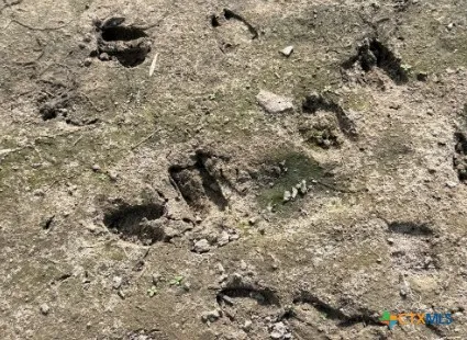 $1,650,000 | 4689 County Road 302, Runge, TX 78151