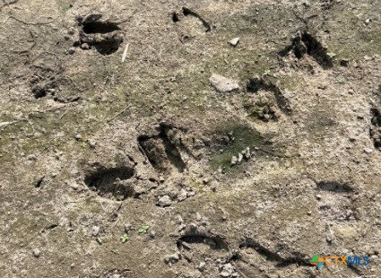 4689 County Road 302 Runge, TX 78151 - Photo 7 of 40 a view of a dry yard