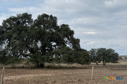 4689 County Road 302 Runge, TX 78151 - Photo 10 of 40 a view of a dry yard with trees