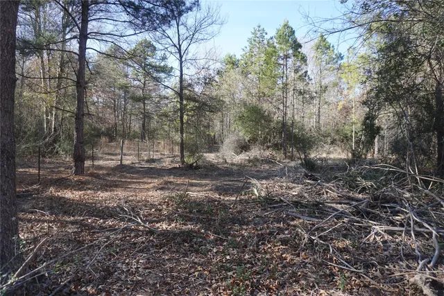 a view of a yard with lots of trees
