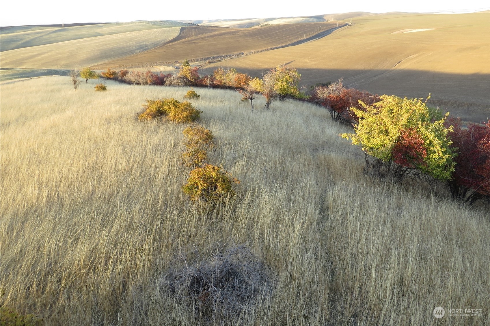 -tbd Tbd Ring Canyon Road Dayton, WA 99328 - Photo 2 of 17 Gallery Image 2