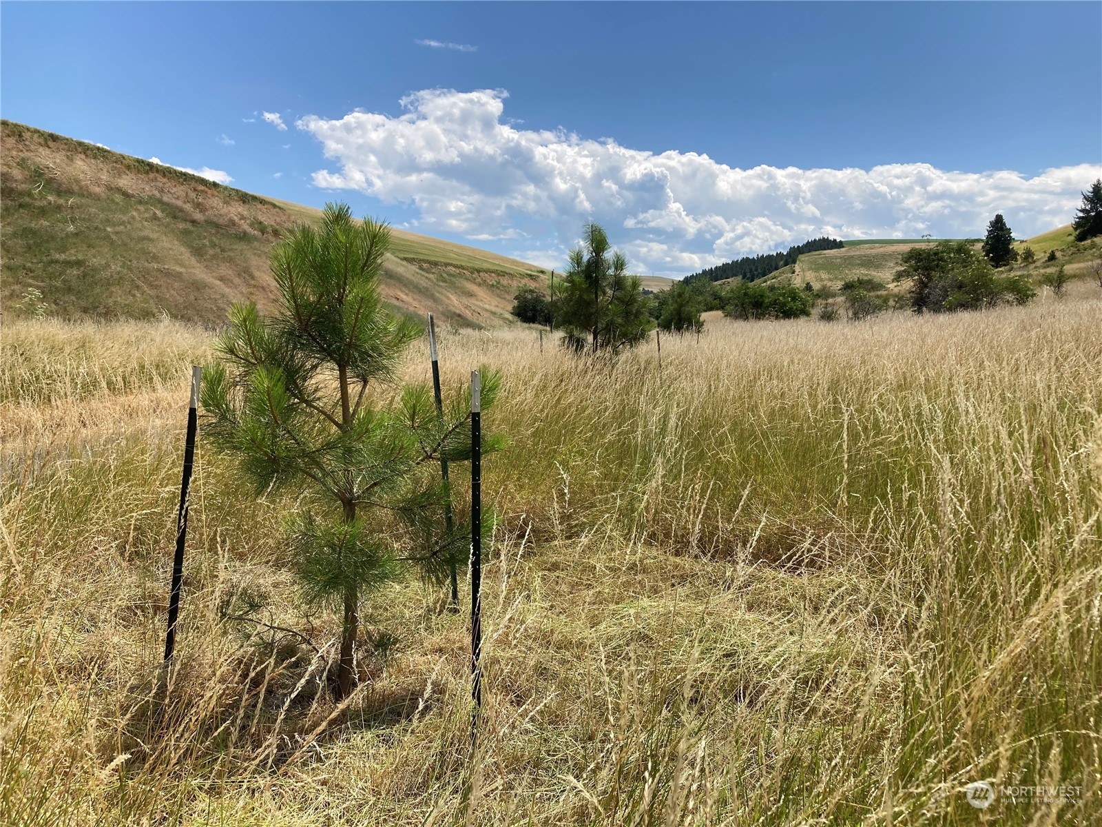 -tbd Tbd Ring Canyon Road Dayton, WA 99328 - Photo 10 of 17 Gallery Image 10