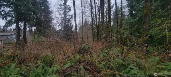 a view of forest