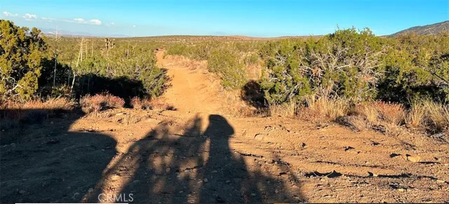 a view of a dry yard