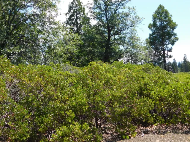 $75,000 | Lot # La Jolla Way, Shingletown, CA 96088