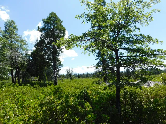 $75,000 | Lot # La Jolla Way, Shingletown, CA 96088