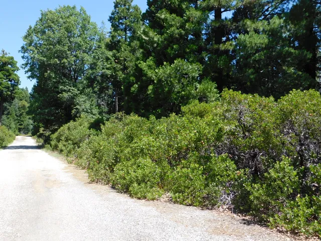 $75,000 | Lot # La Jolla Way, Shingletown, CA 96088
