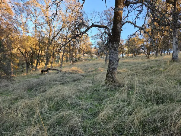 a view of a yard with trees
