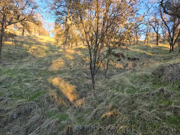 a view of yard covered with green trees
