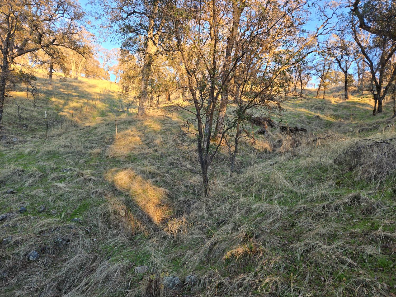 0 Avacado Road Oroville, CA 95914 - Photo 12 of 14 a view of a yard with trees
