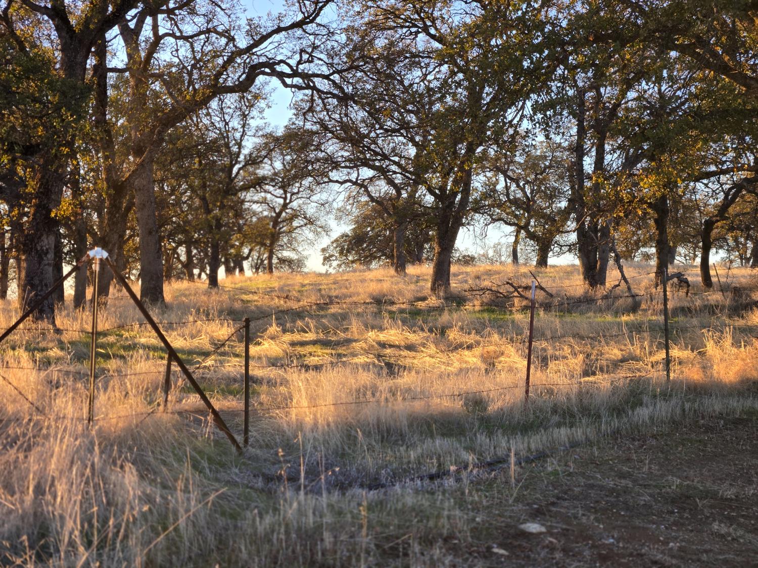 0 Avacado Road Oroville, CA 95914 - Photo 13 of 14 a view of yard covered with green trees