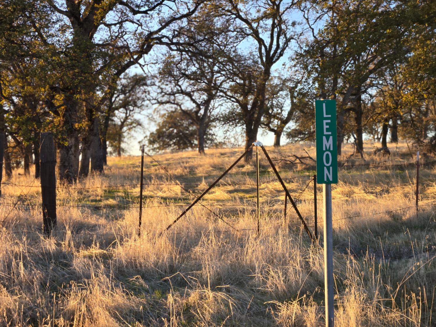 0 Avacado Road Oroville, CA 95914 - Photo 5 of 14 a view of yard with tree