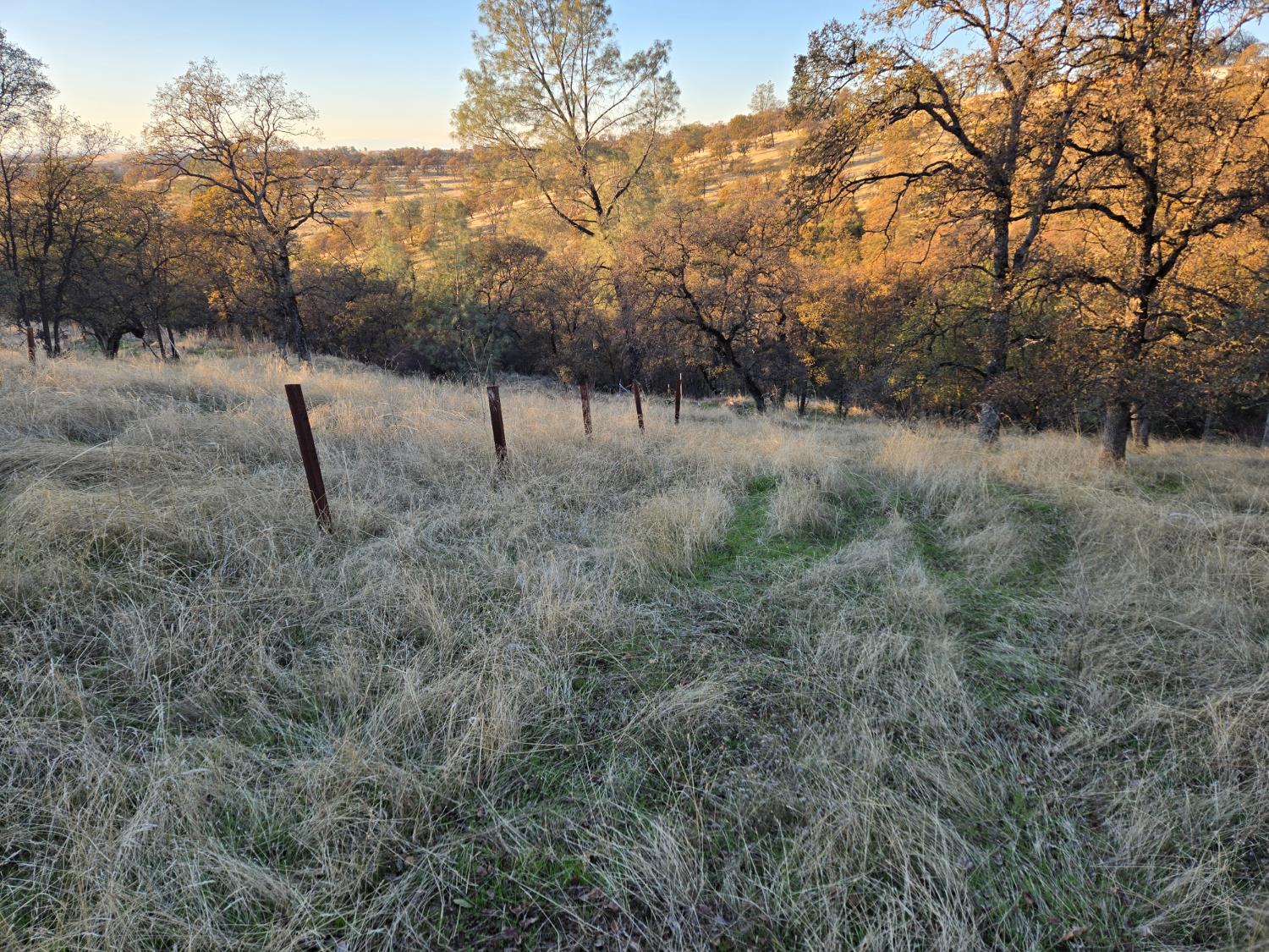 0 Avacado Road Oroville, CA 95914 - Photo 6 of 14 a view of a forest with trees