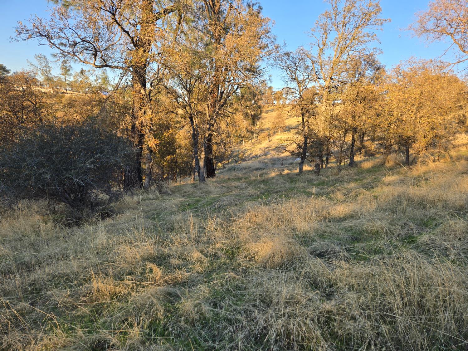 0 Avacado Road Oroville, CA 95914 - Photo 8 of 14 a view of a yard with trees