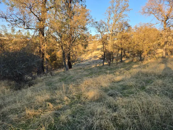 a view of a forest filled with trees