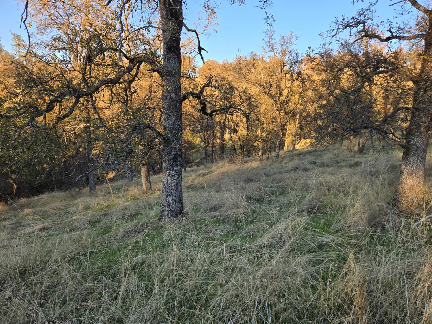 0 Avacado Road Oroville, CA 95914 - Photo 10 of 14 a view of a forest filled with trees