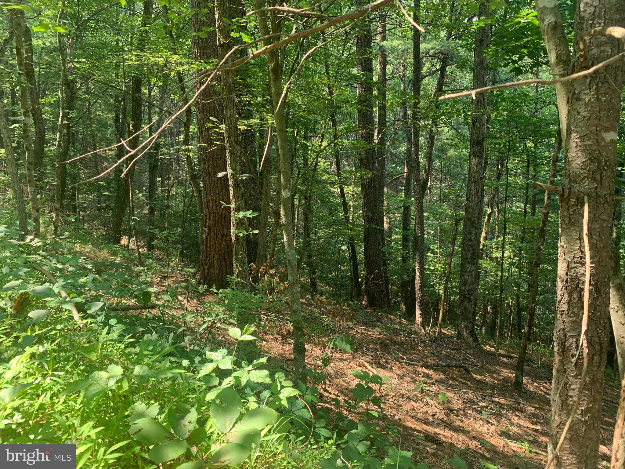 Chestnut Ridge Rd Mount Mount Jackson, VA 22842 - Photo 1 of 3