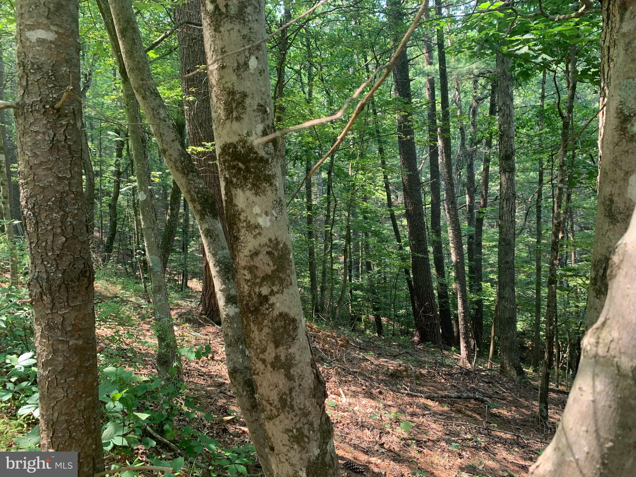 Chestnut Ridge Rd Mount Mount Jackson, VA 22842 - Photo 2 of 3