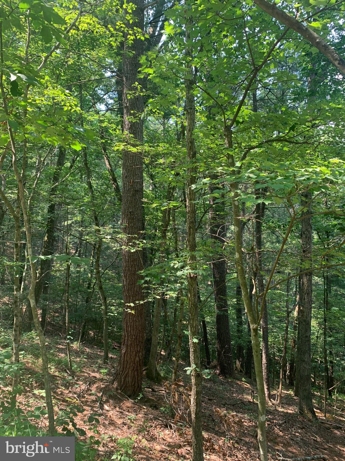 Chestnut Ridge Rd Mount Mount Jackson, VA 22842 - Photo 3 of 3