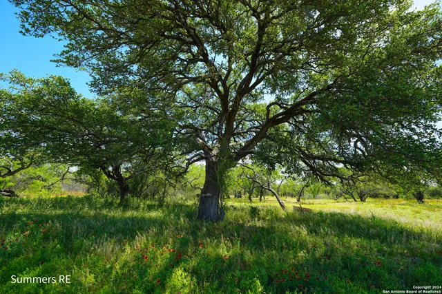 a backyard of a house with lots of trees