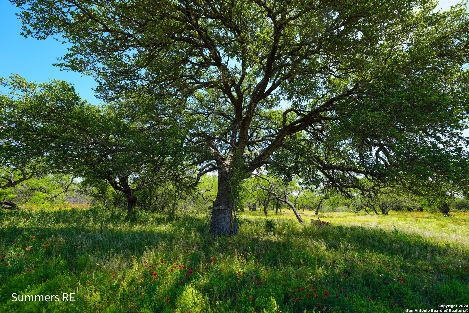 5077 Old Pontotoc Road Mason, TX 76856 - Photo 13 of 41 a backyard of a house with lots of trees