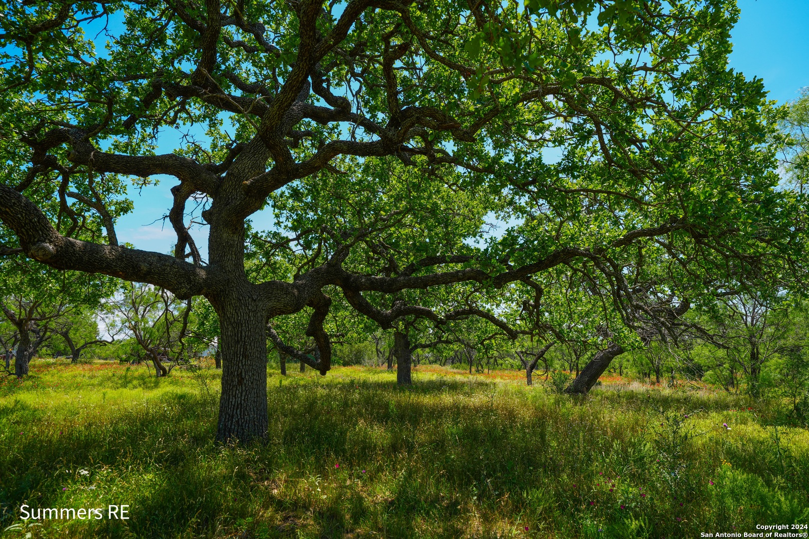 5077 Old Pontotoc Road Mason, TX 76856 - Photo 22 of 41 a view of lush green forest