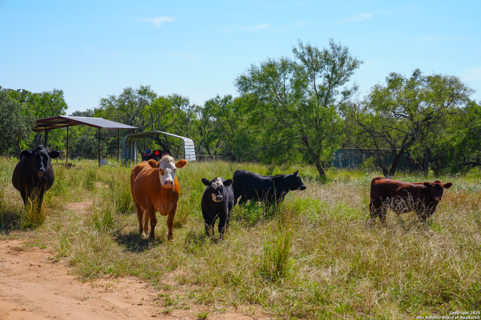 5077 Old Pontotoc Road Mason, TX 76856 - Photo 40 of 41 a view of a yard with plants and a table