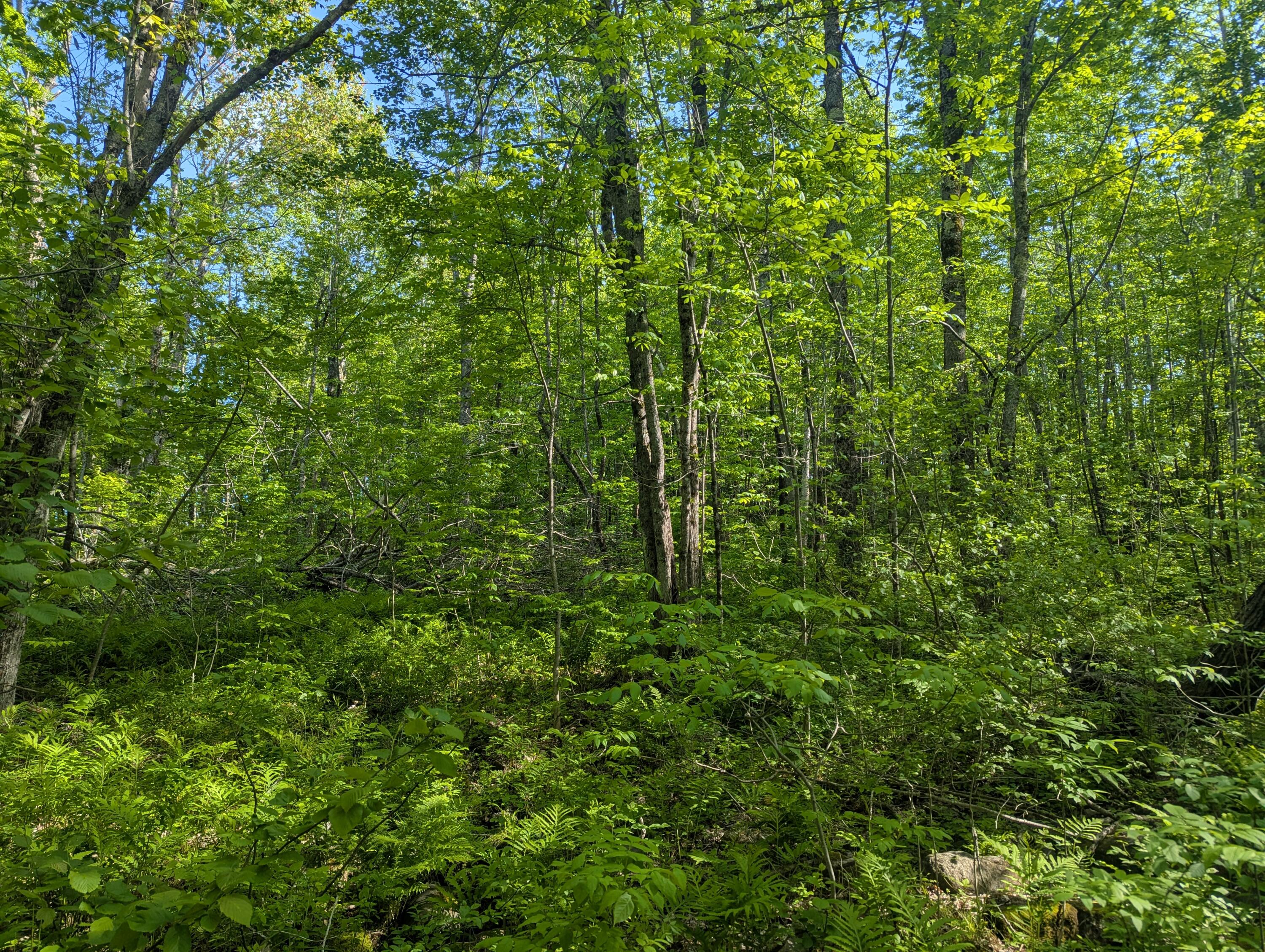 M10-l47 Lampson Road Liberty, ME 04949 - Photo 1 of 2 PXL_20250603_202816836