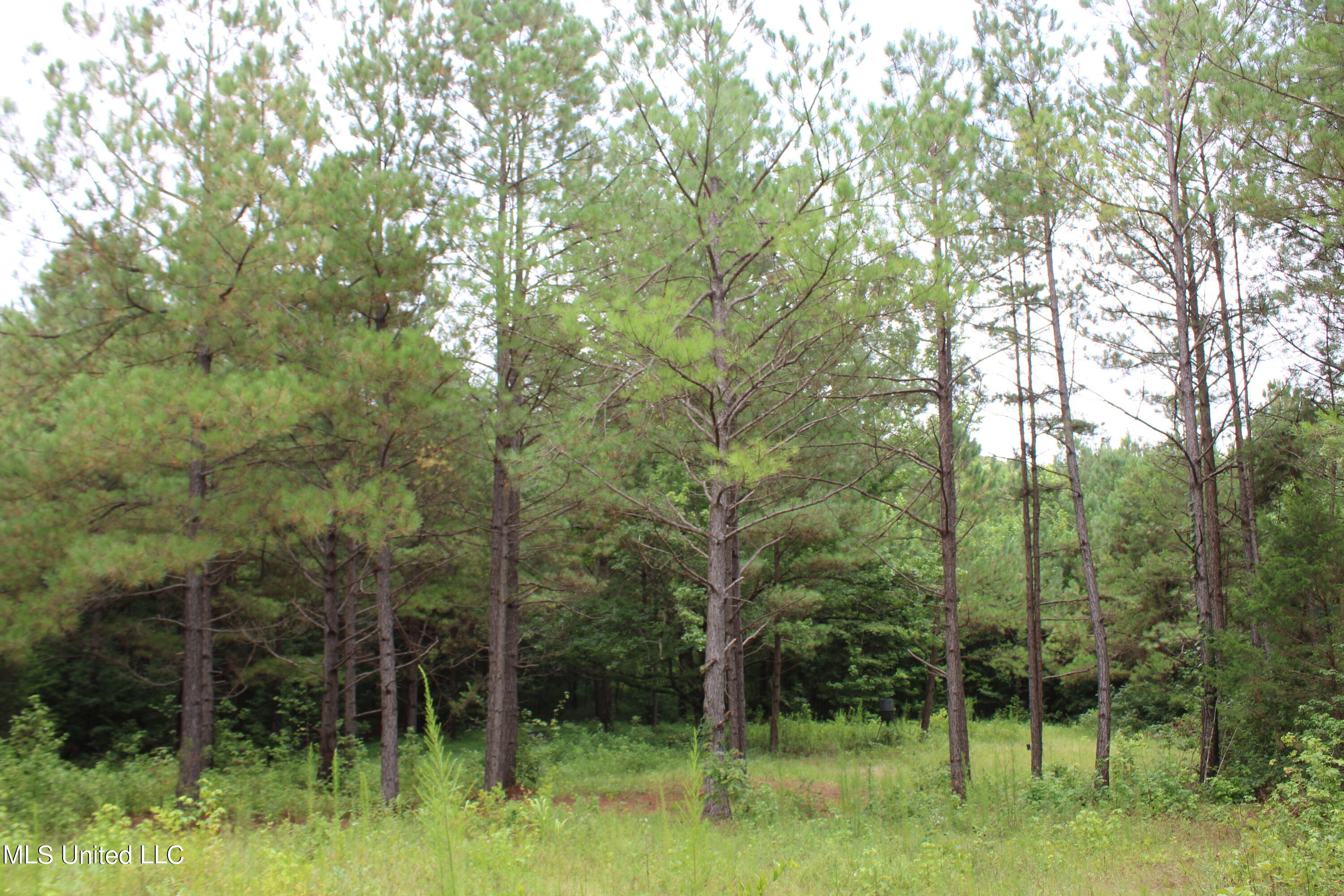 390 Mckee Road Falkner, MS 38629 - Photo 17 of 28 IMG_4193