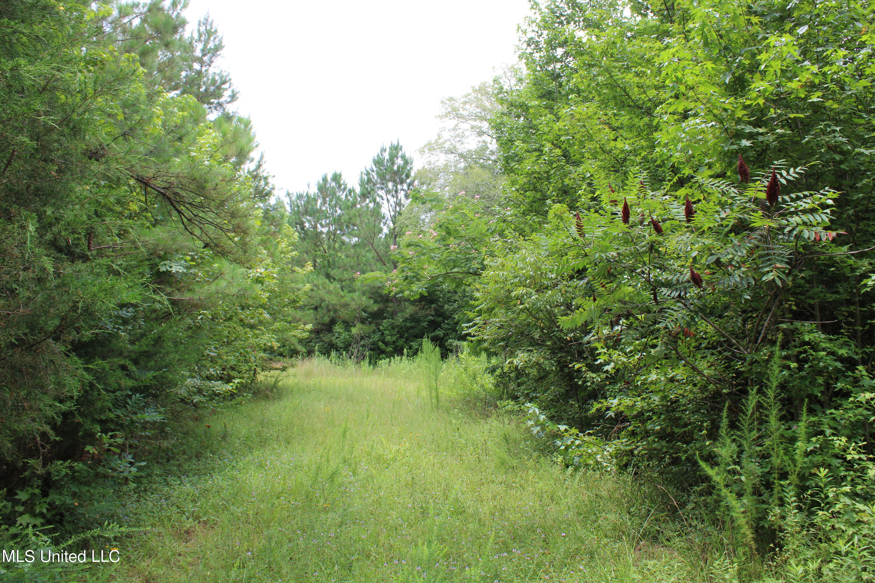 390 Mckee Road Falkner, MS 38629 - Photo 26 of 28 IMG_4203