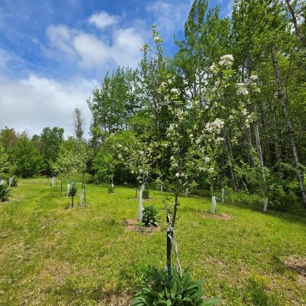 515 Dodlin Road Enfield, ME 04493 - Photo 55 of 74 515 Dodlin Road