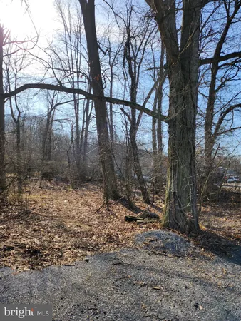 a view of a forest filled with trees