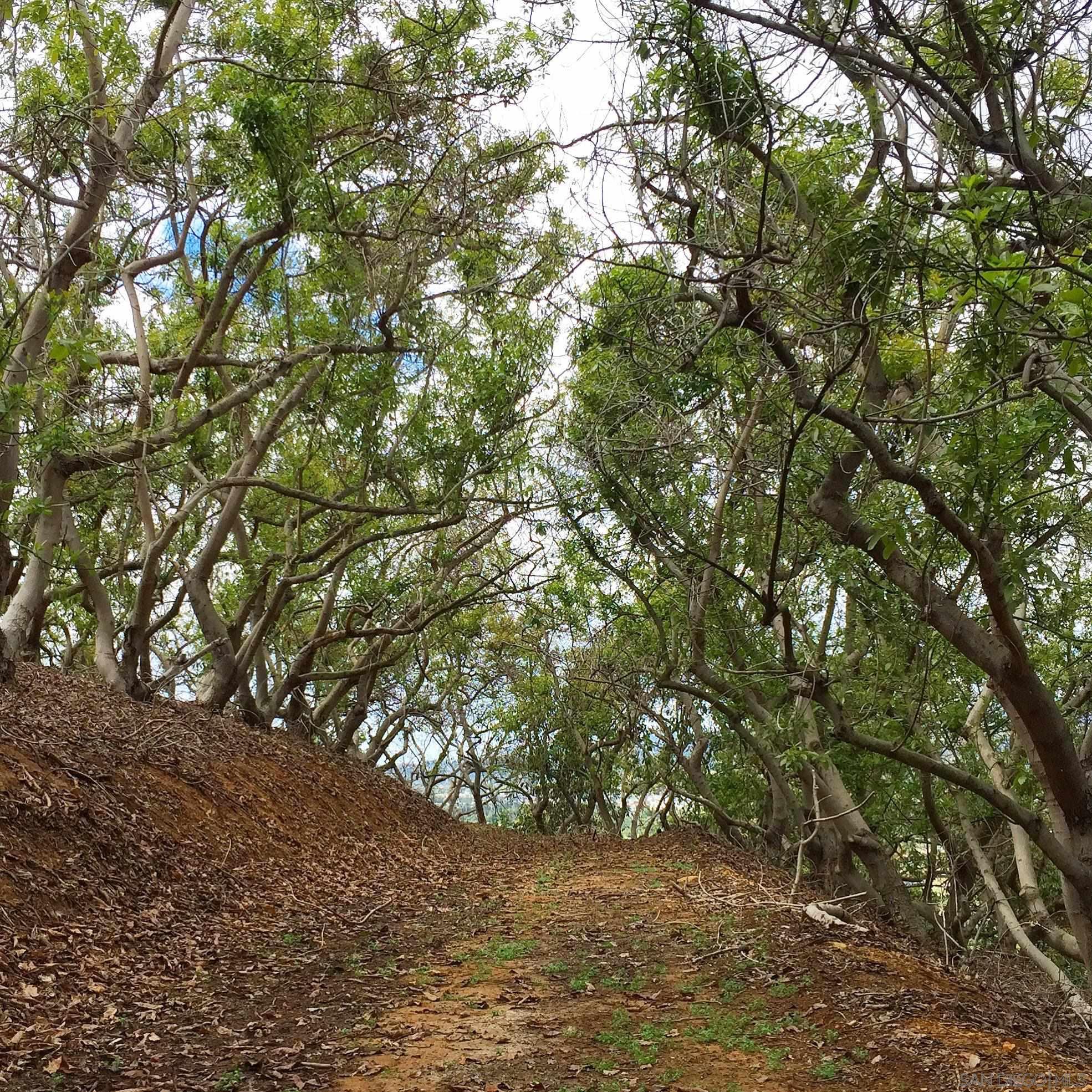 0 Reed Road Escondido, CA 92027 - Photo 18 of 18 a view of tree
