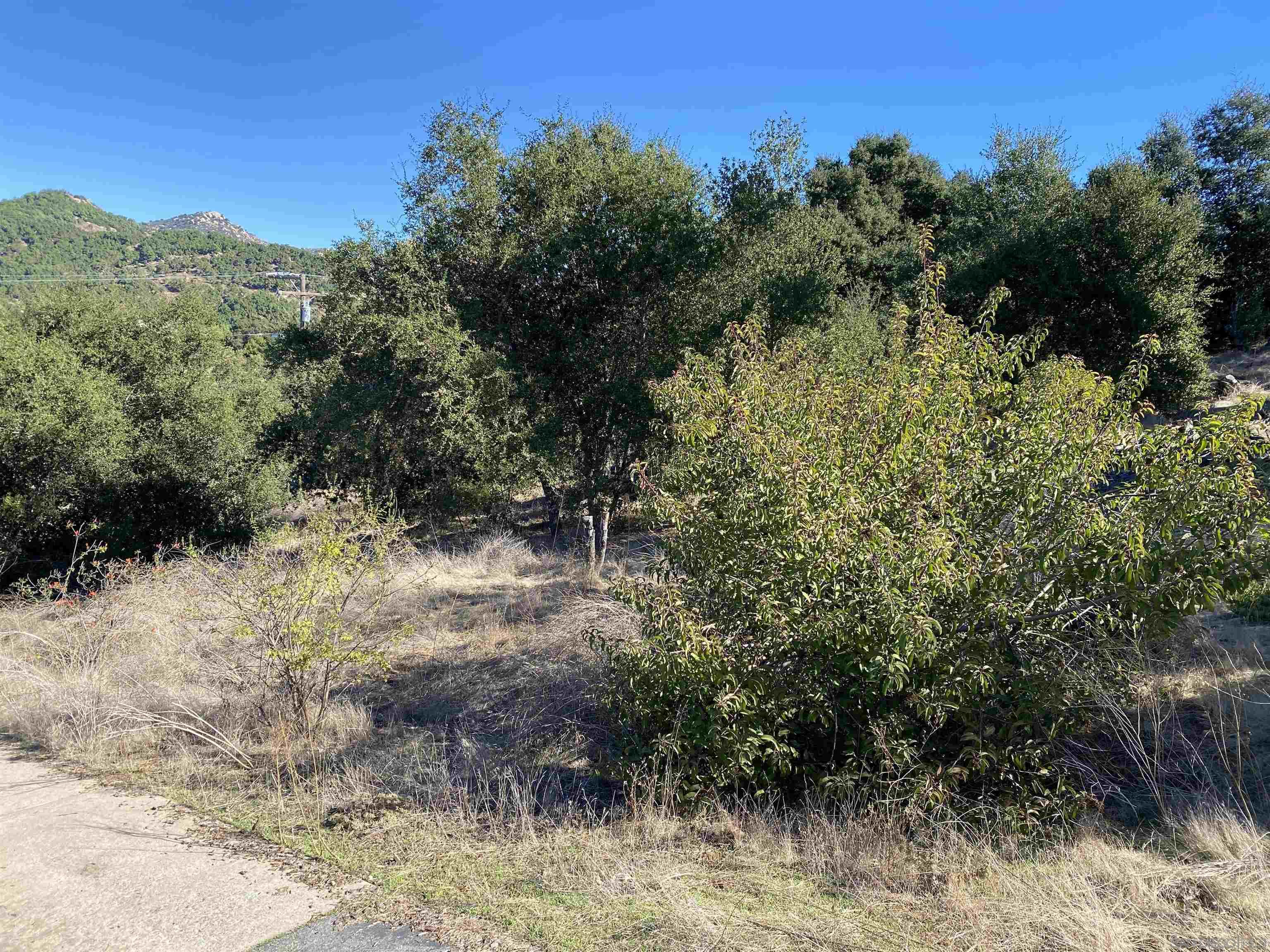 0 Reed Road Escondido, CA 92027 - Photo 3 of 18 a view of a yard with a tree