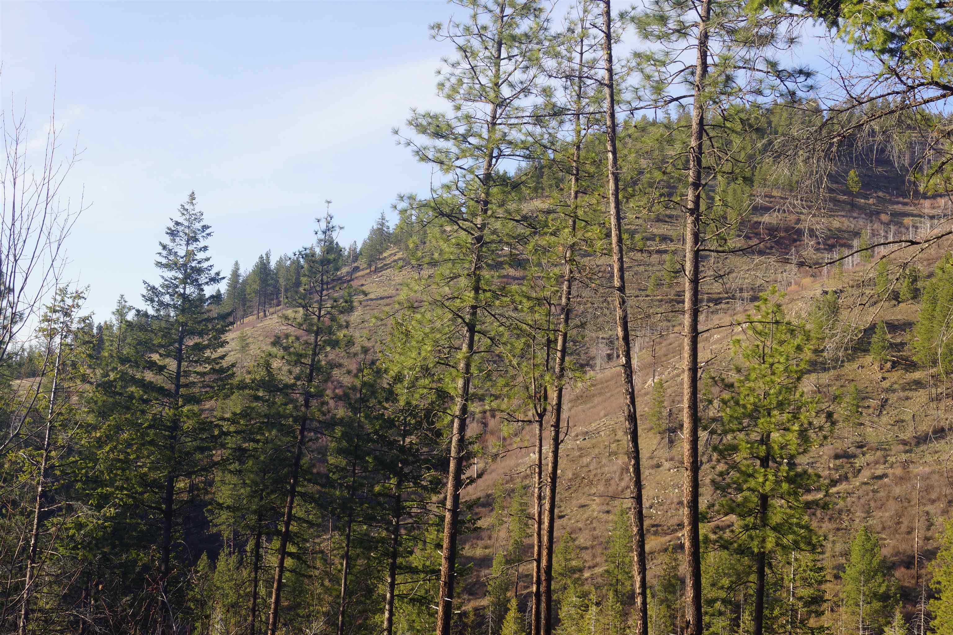 Nka Coyote Canyon Road Fruitland, WA 99129 - Photo 14 of 31