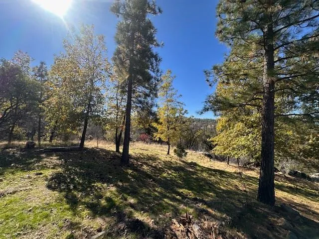 a view of a yard with a tree