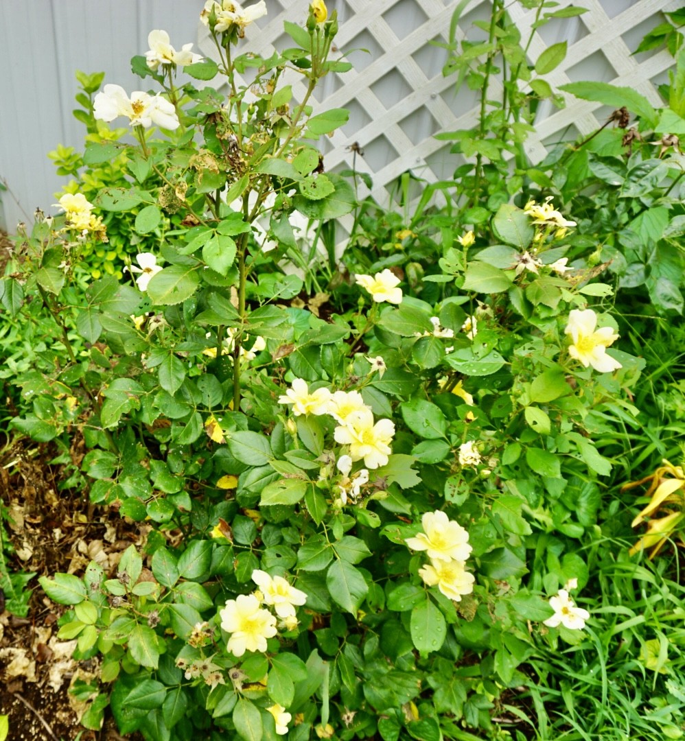 2464 Red Boiling Springs Road Lafayette, TN 37083 - Photo 31 of 33