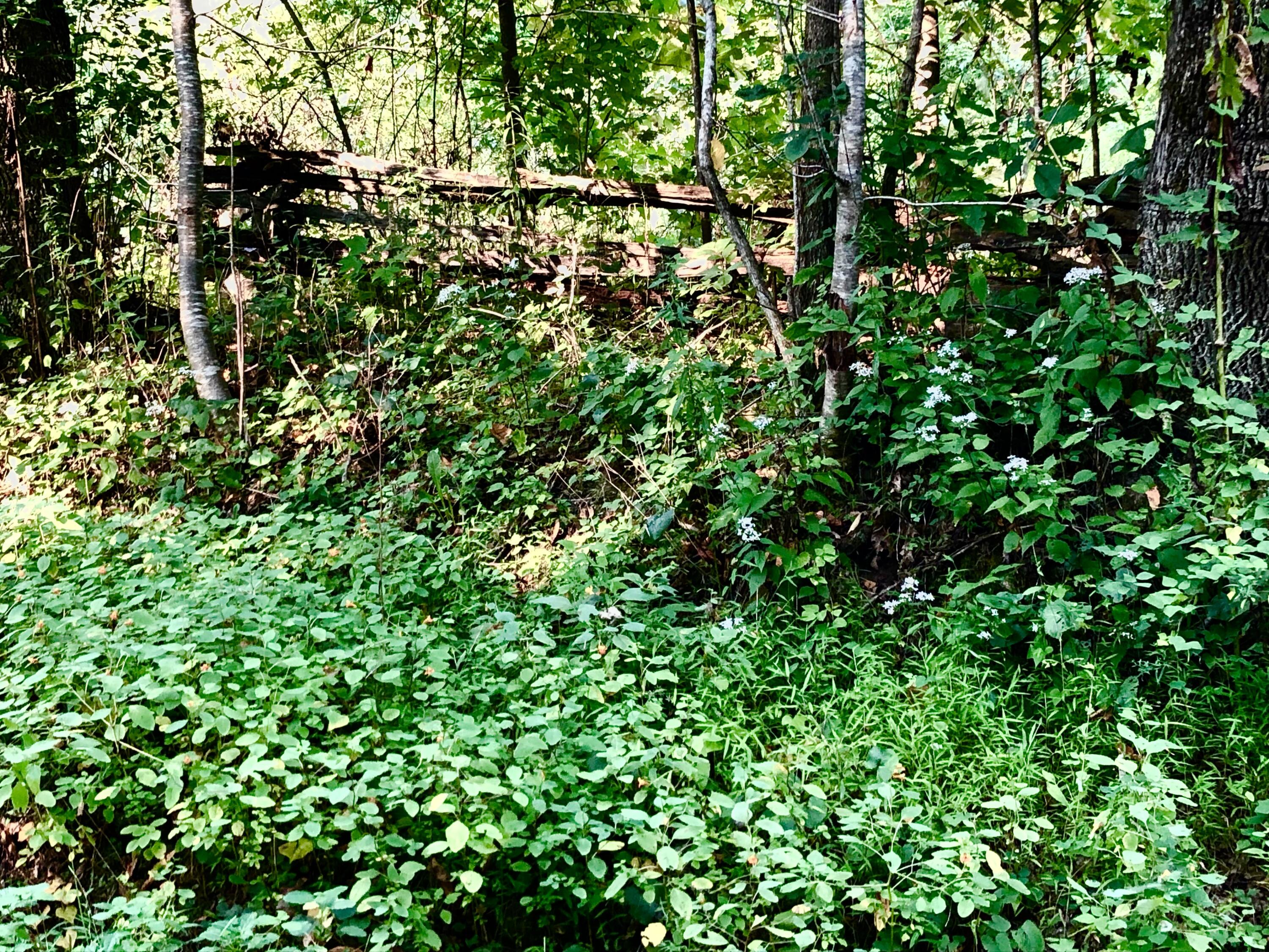 0 Slabtown Road Mountain City, TN 37683 - Photo 4 of 7 IMG_3063