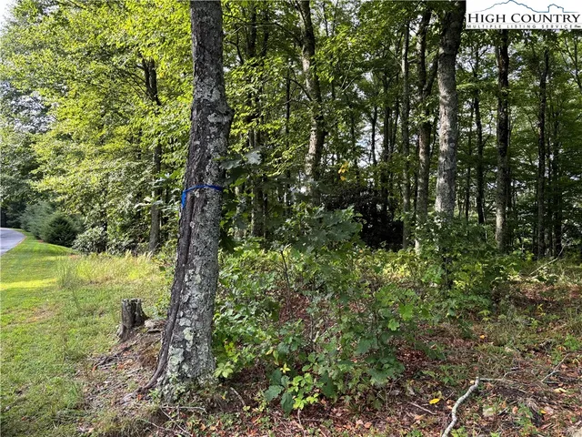 a view of a trees in a yard