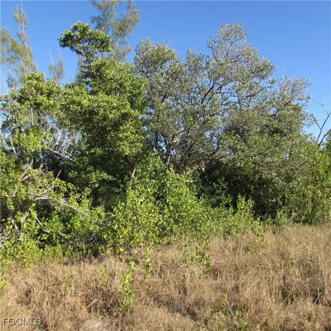 a view of a plant in a garden