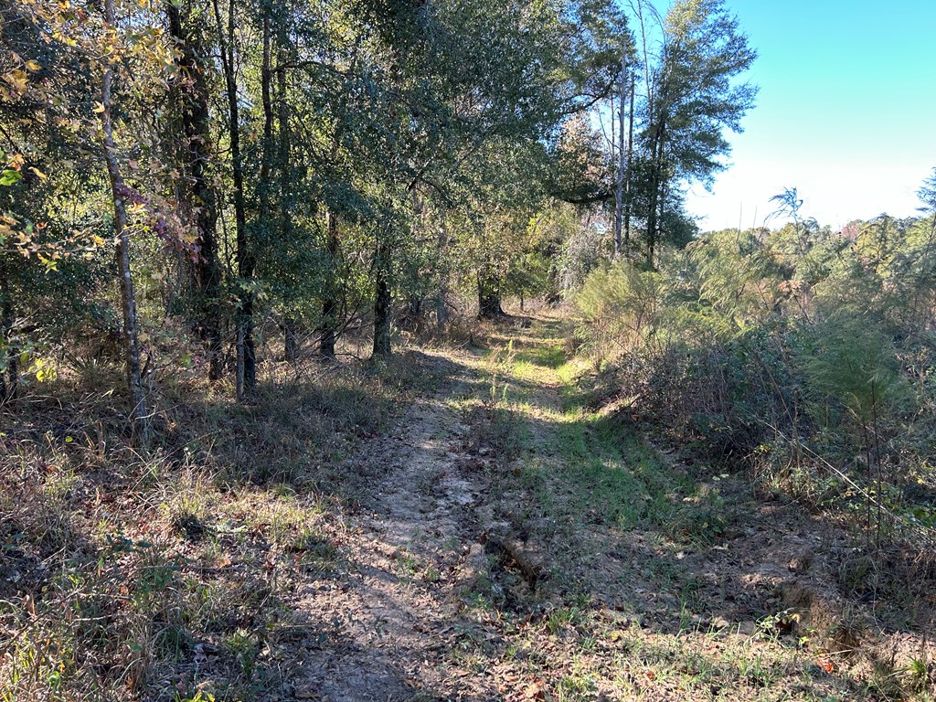 62/ Cty Road Coleman, GA 39836 - Photo 24 of 58
