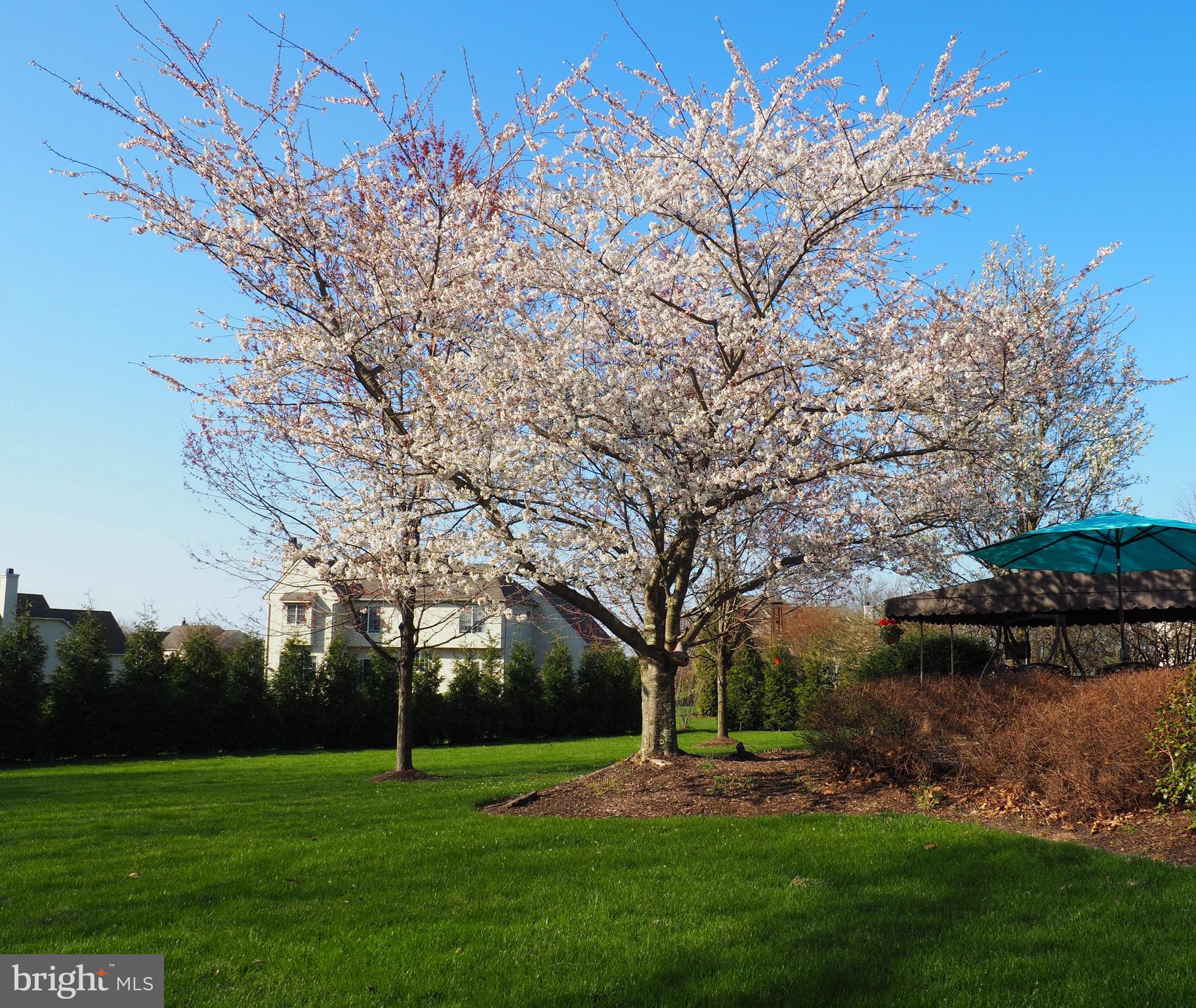 22 Beverly Road Perkasie, PA 18944 - Photo 35 of 38 Flowering Cherry Tree
