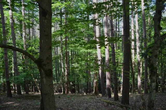 $45,000 | Breesport Road, Erin, NY 14838