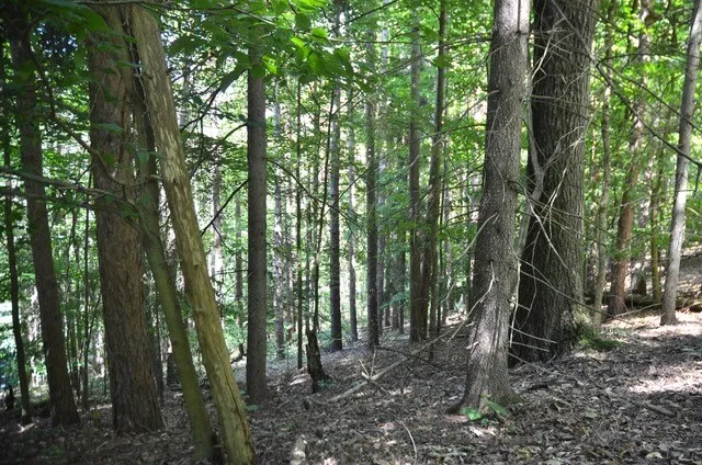 $45,000 | Breesport Road, Erin, NY 14838