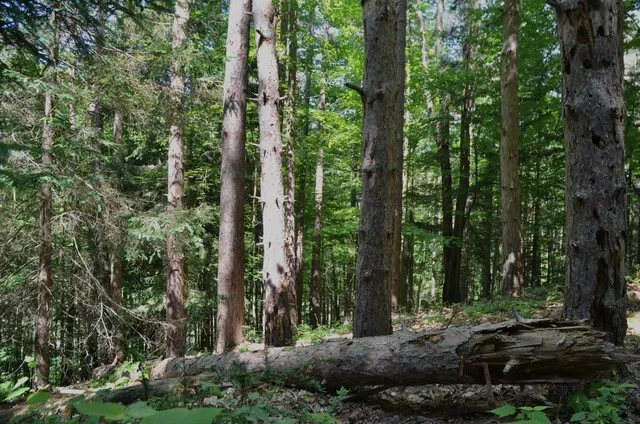 $45,000 | Breesport Road, Erin, NY 14838