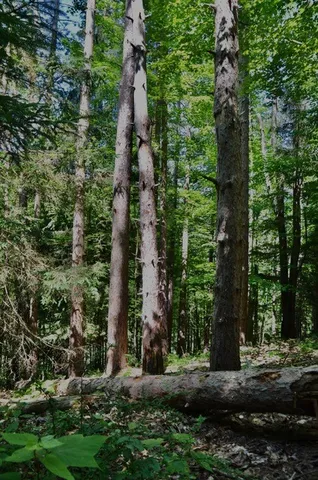 $45,000 | Breesport Road, Erin, NY 14838