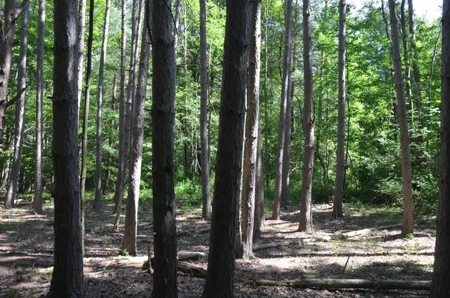 $45,000 | Breesport Road, Erin, NY 14838