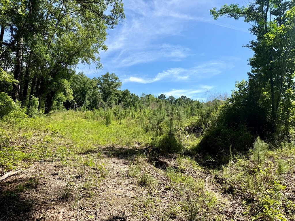60-acres Hutton Road Hartford, AL 36344 - Photo 18 of 31