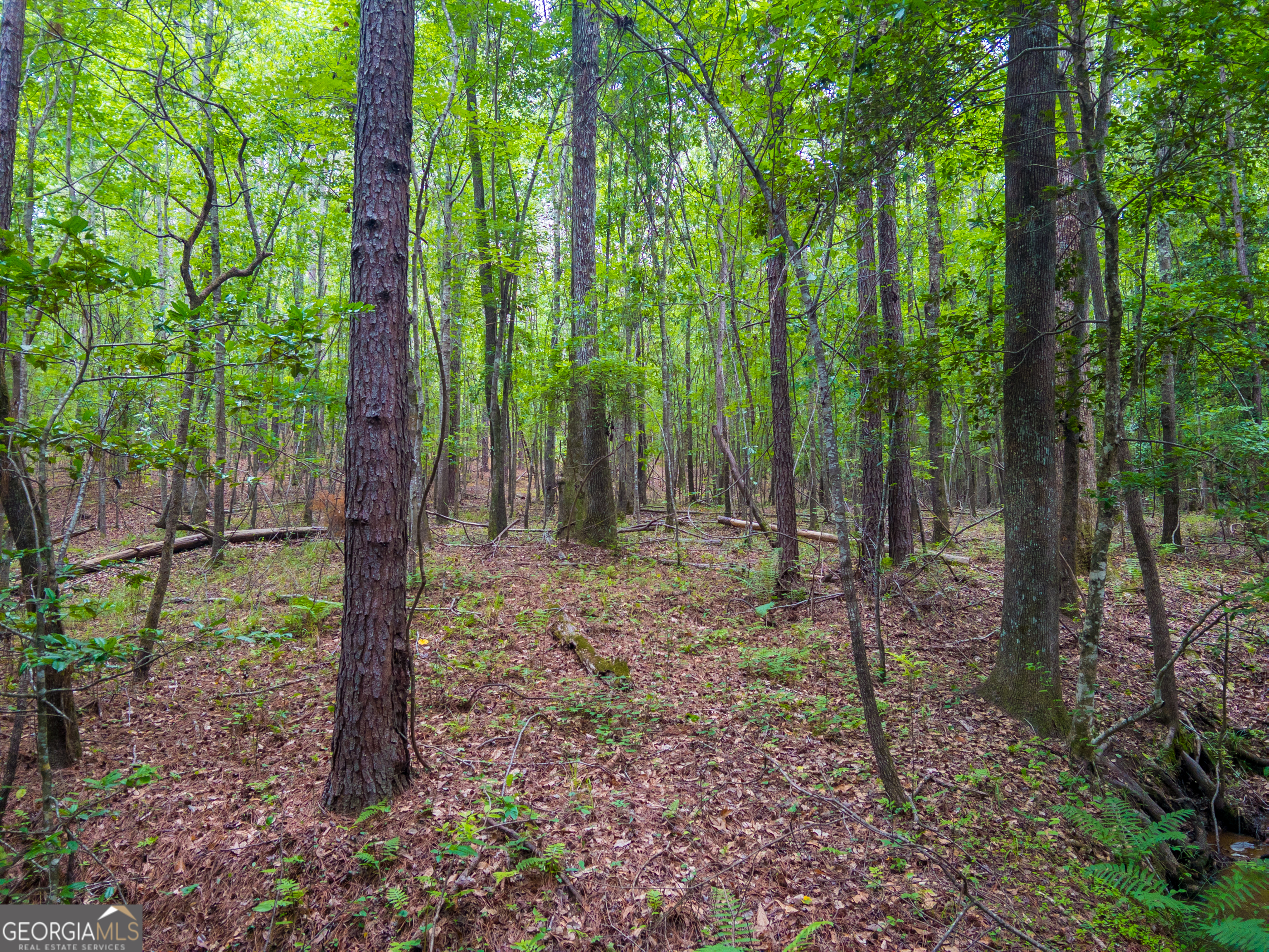 1099 Dixon Road Sparta, GA 31087 - Photo 14 of 51 a backyard of a house with lots of green space