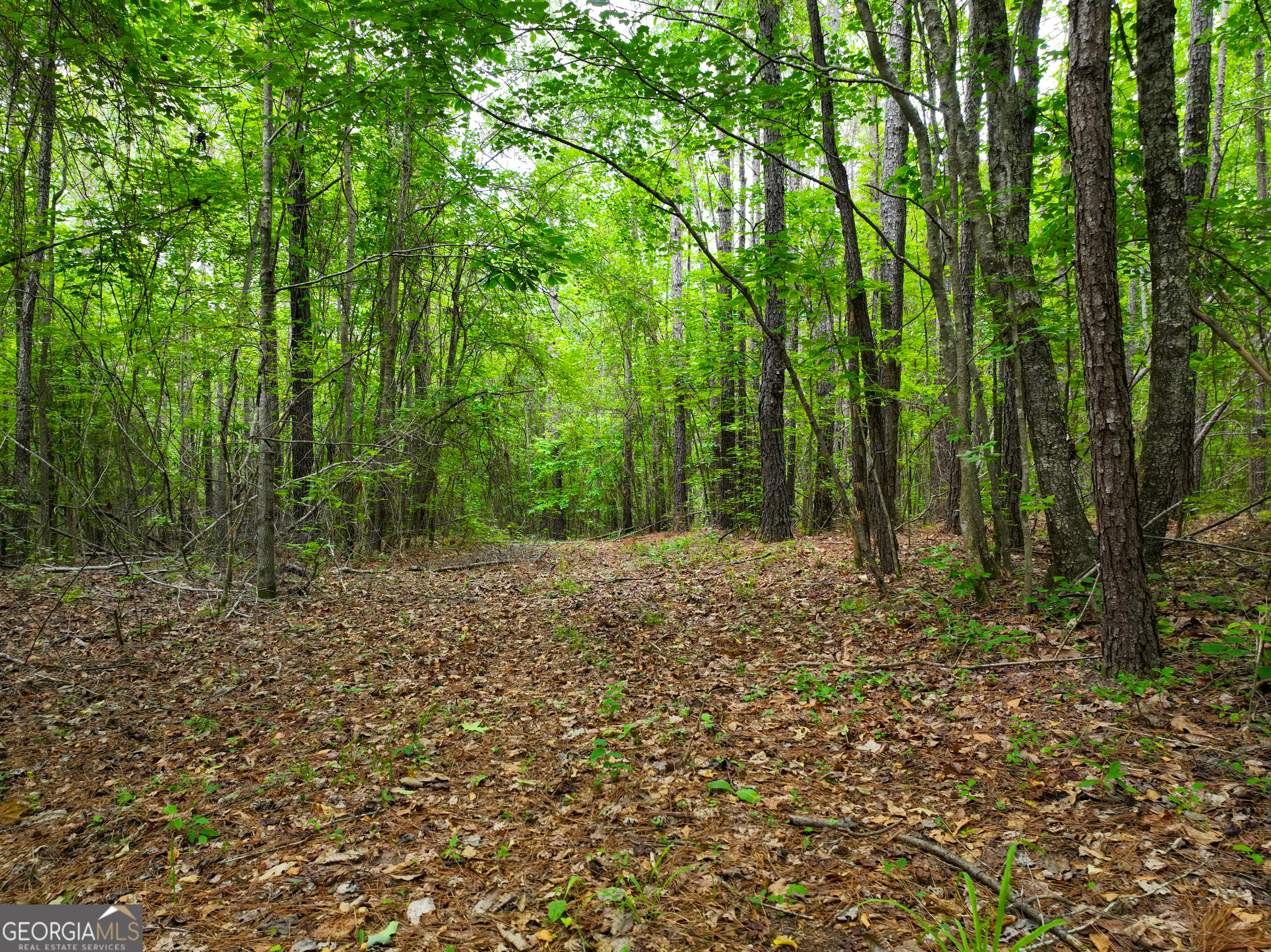 1099 Dixon Road Sparta, GA 31087 - Photo 35 of 51 a big yard with lots of green space